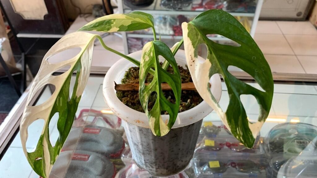 Monstera Borsigiana