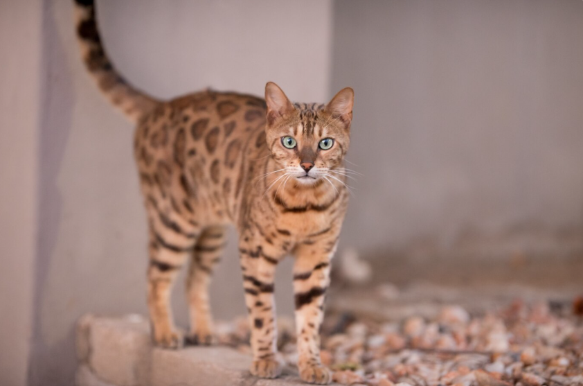 Types of Siamese Cats