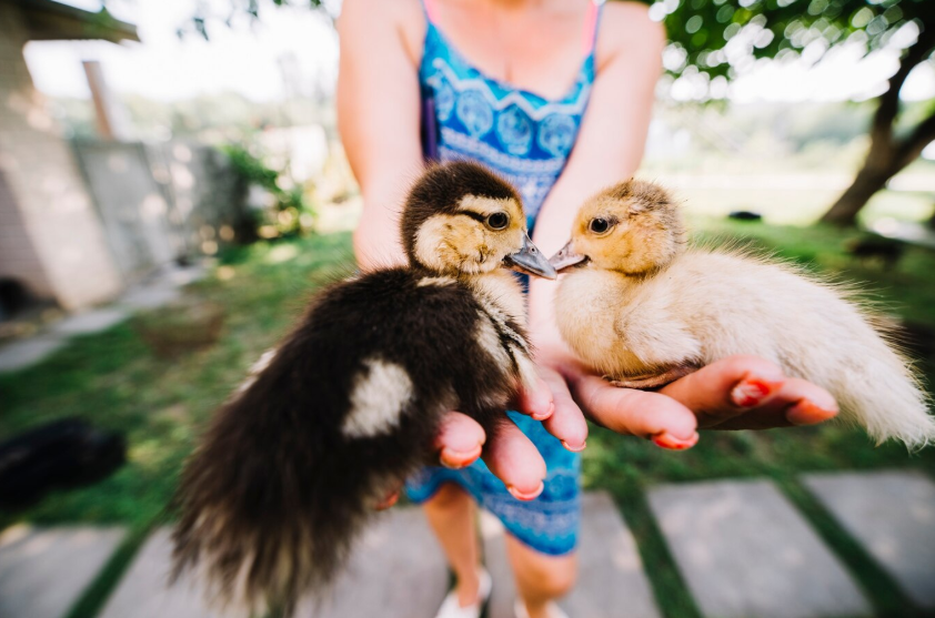 Cutest Chicken Breeds