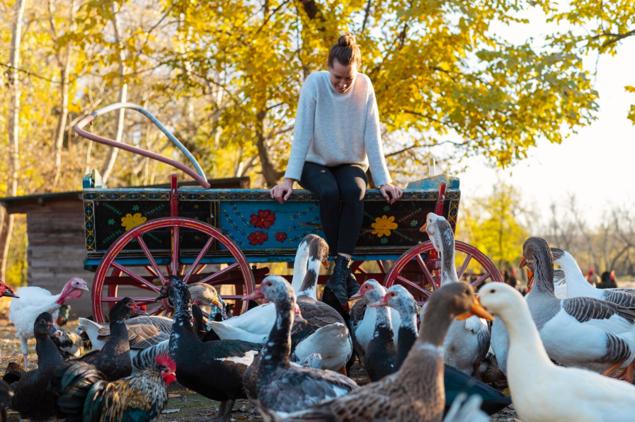 Indian Runner Duck
