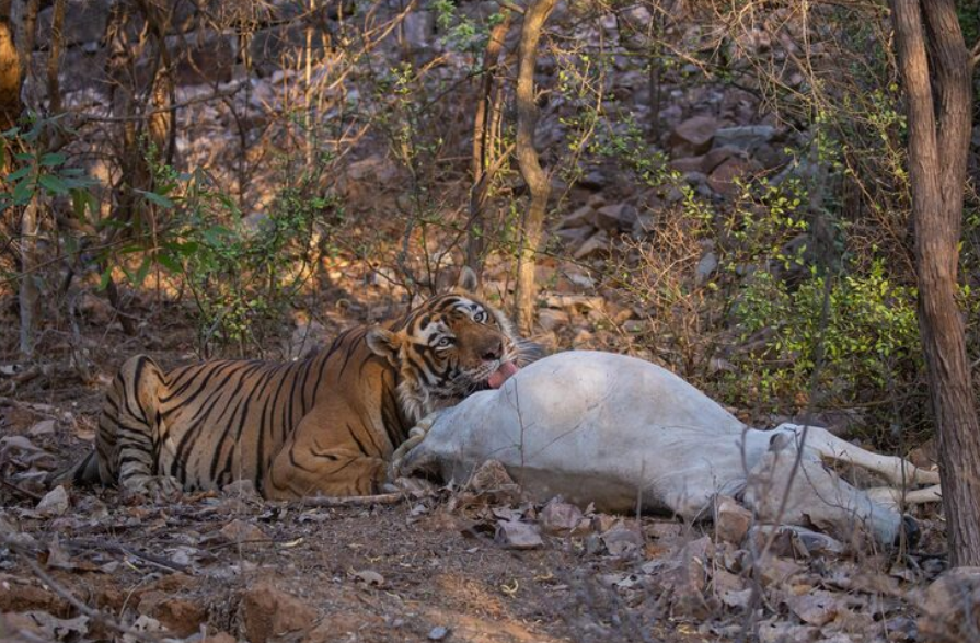 Bengal Tiger