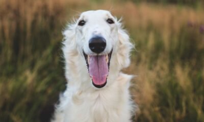 Borzoi