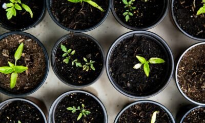 Carvi Seed