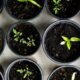 Carvi Seed