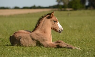 BOTW Horse Names