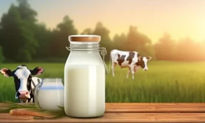 WellHealthOrganic Buffalo Milk