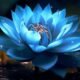 Blue Lotus Flower