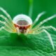 How to Use Biological Controls to Combat Spider Mites in Your Garden