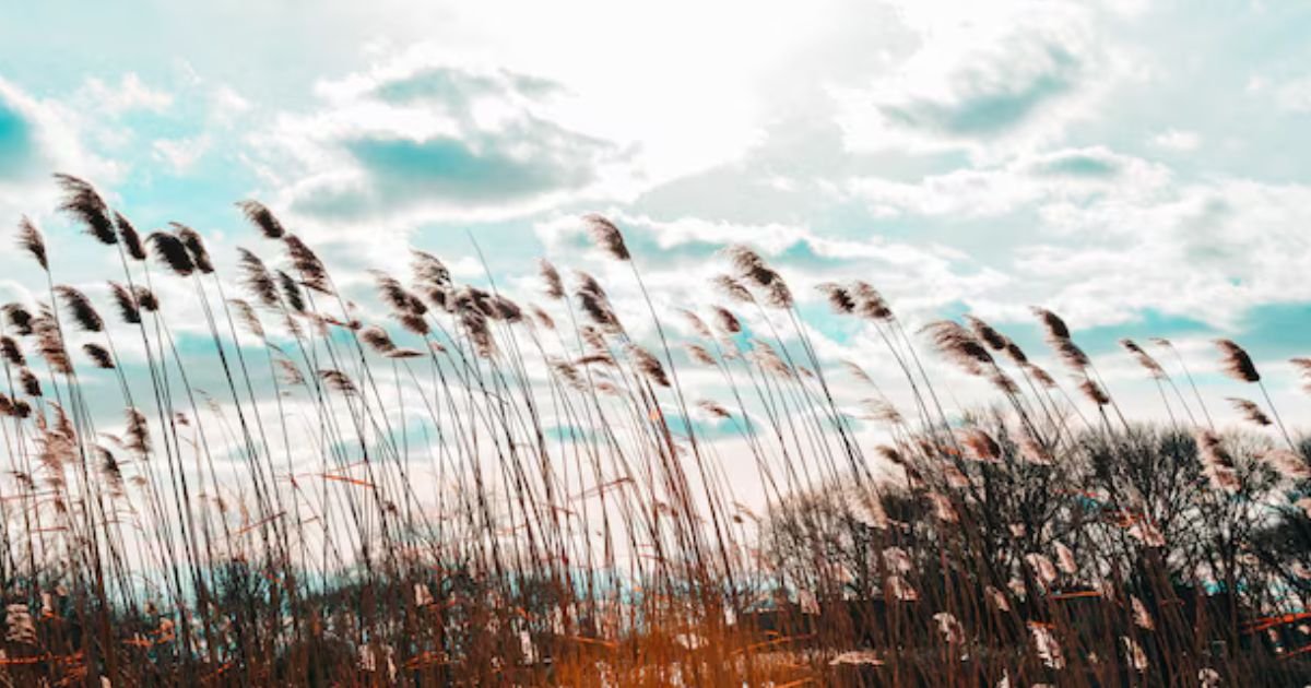 Small Straws in a Soft Wind