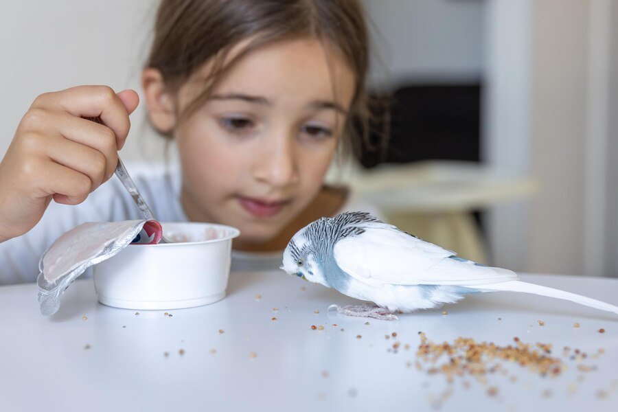 Bird Automatic Feeder