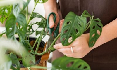 Monstera Borsigiana