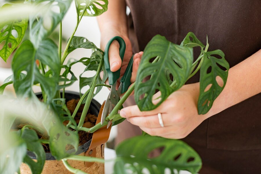 Monstera Borsigiana