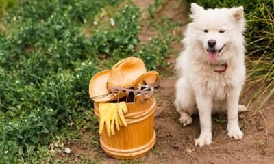 Best Farm Dogs