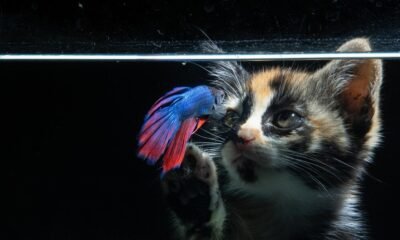 Stellar Blade Cat Photo Exhibition