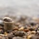 Cowrie Shells