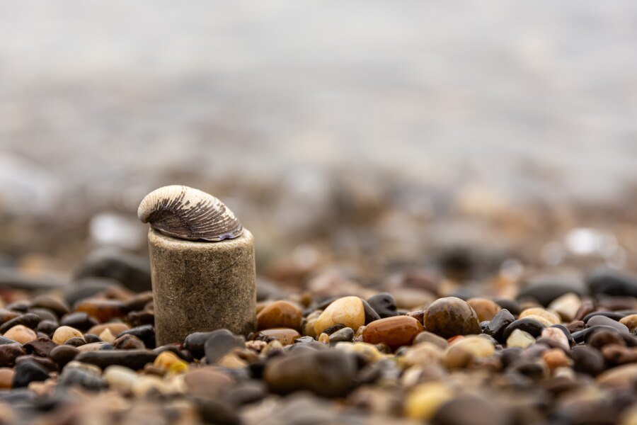 Cowrie Shells