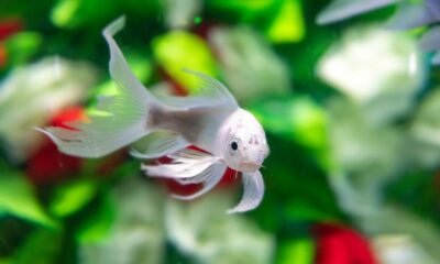 White Betta Fish