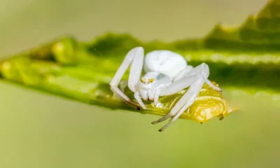 Small White Spider
