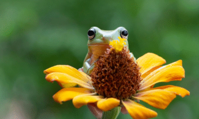 Kermit the Frog Meme