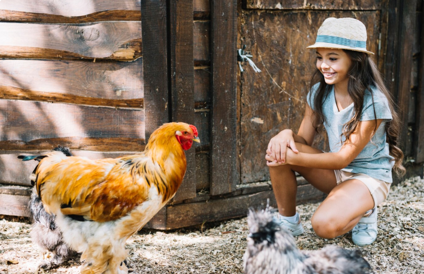 Cutest Chicken Breeds
