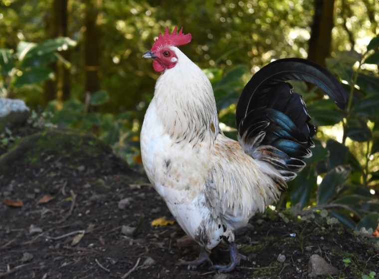 Padovana Chicken 