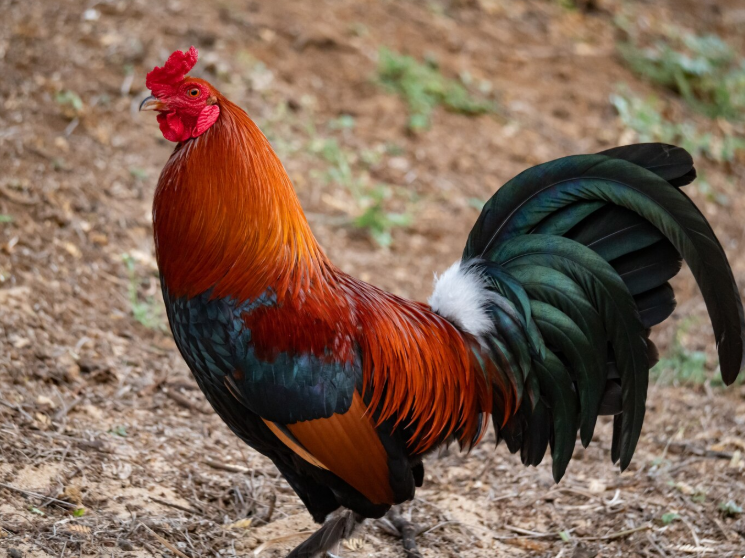 Padovana Chicken
