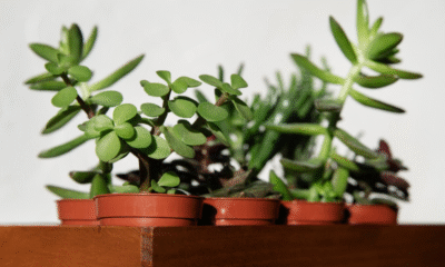 Money Plant Varieties