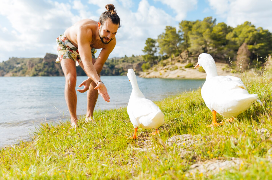 Indian Runner Duck