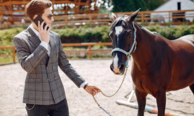 BK Horse