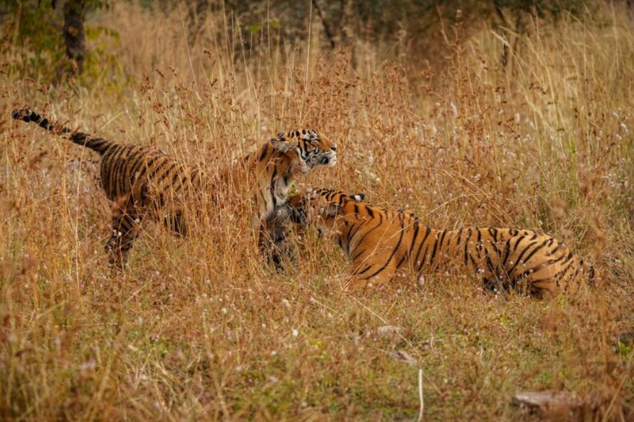 Bengal Tiger