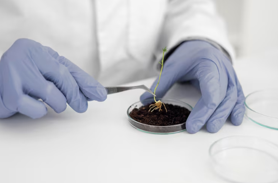 germinatoire
