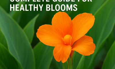 Canna Lily Bulbs Care