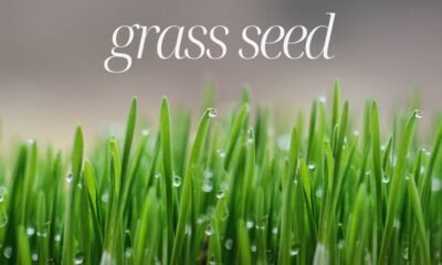 Grass Seed