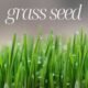 Grass Seed