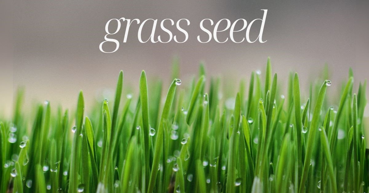 Grass Seed