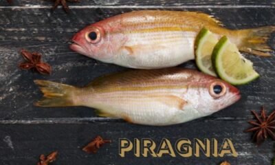 Piragnia