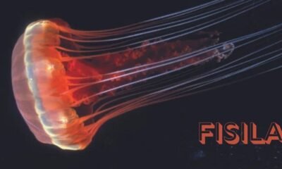 Fisila