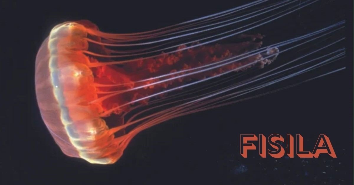 Fisila
