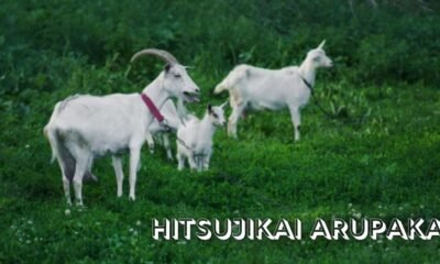 Hitsujikai Arupaka