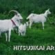 Hitsujikai Arupaka