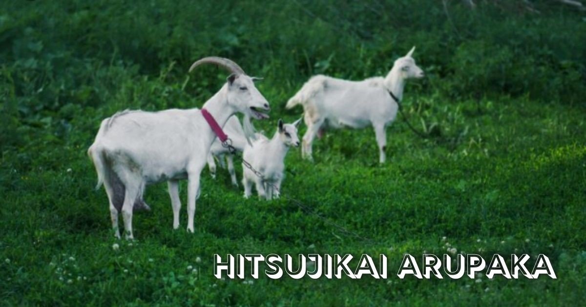 Hitsujikai Arupaka