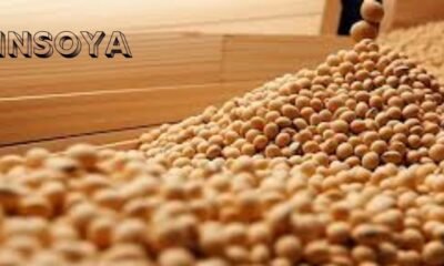 Insoya