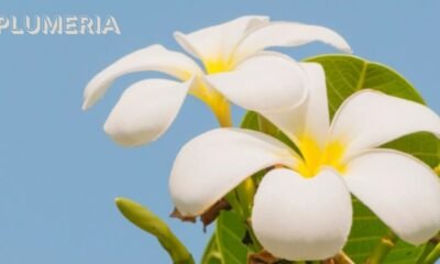 Plumeria