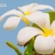 Plumeria