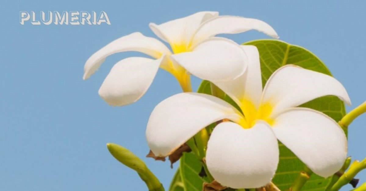 Plumeria