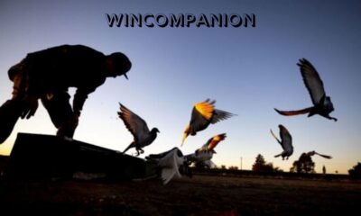 WinCompanion