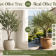 Faux Olive Tree
